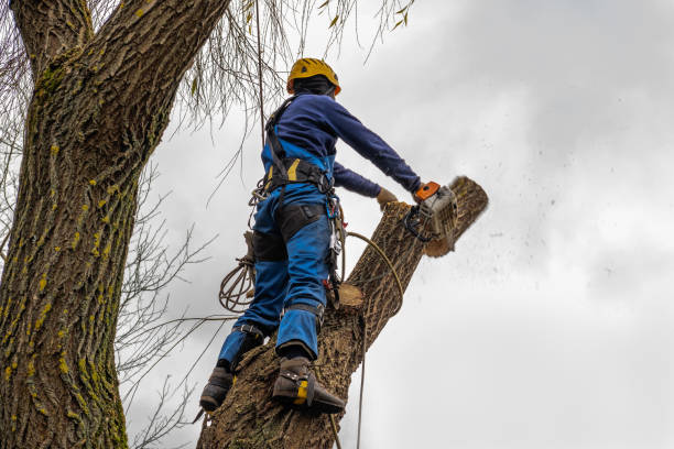 Best Emergency Tree Service  in Fife, WA